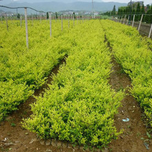 ��ɭŮؑС�����l ���̾G��ɫ�K��ľ�@�ֵ�·�����S�~Ůؑë��