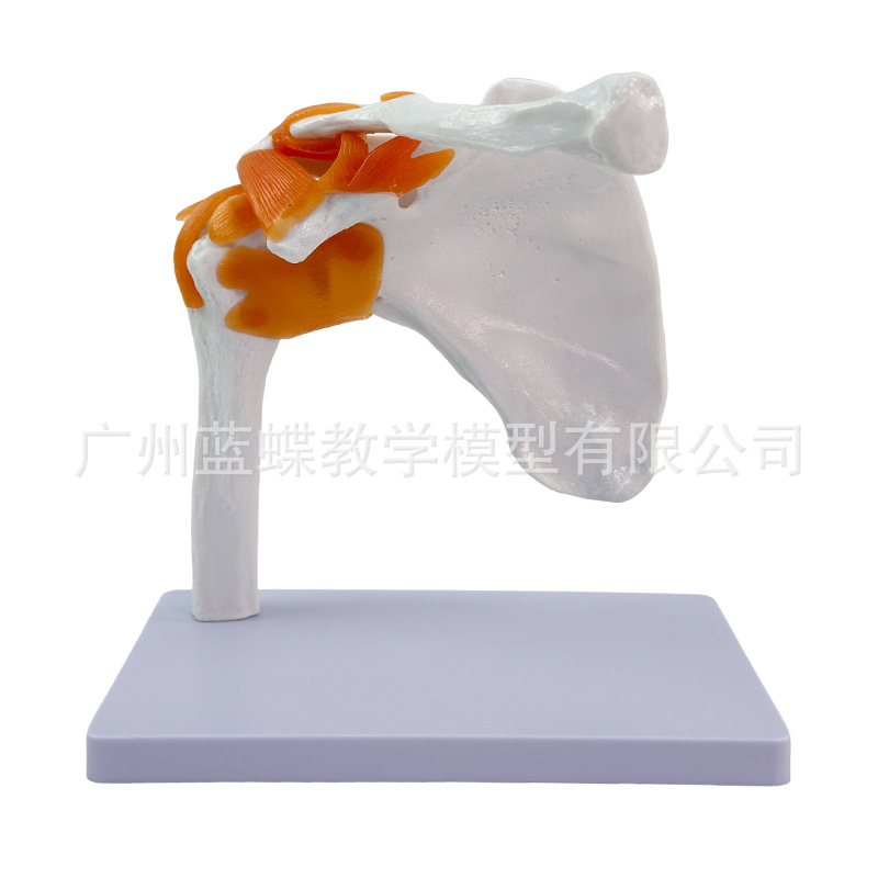 �����ͼ�ؽ�ģ�� �������ģ�� ��ؽڸ��ʹ�ģ�� ����ģ��