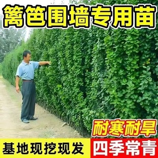 Hokkaido Boxwood Saplings Courtyard Fence Holly Cold-Resistant Large-Leaf Plant Evergreen Shrub All-Season Evergreen Hedge