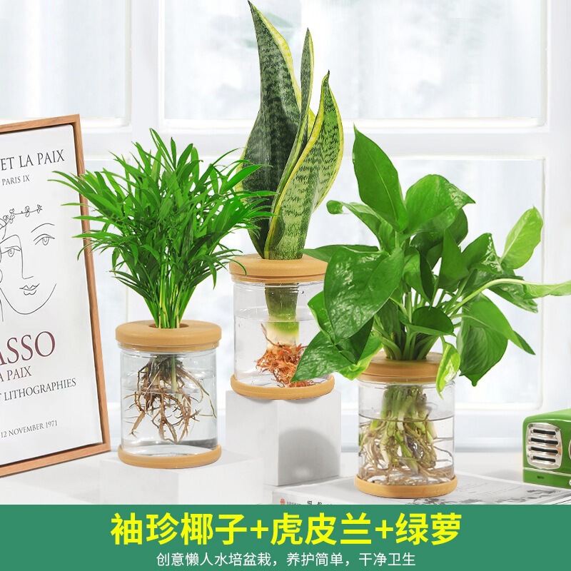 Office Hydroponic Plants, Potted Green Plants, Pothos, Gardenia, Small Green Plants, Easy to Maintain All Year Round, Succulent Water-Cultured Potted Plants
