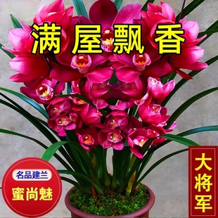 ���F�m��������ʹ�܊���mī�m�҃��̨�����ļ��m�����̨�Gֲ