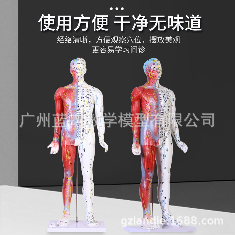 ���ֳ���85CM��Ƥ���뼡�����ģ���������Ѩλ����ģ����ҽ��ѧ