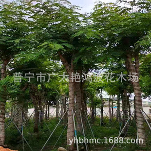 �Ռ��G������ľ�������F��ľ���̾G������������I�Nޱľ���Ę���