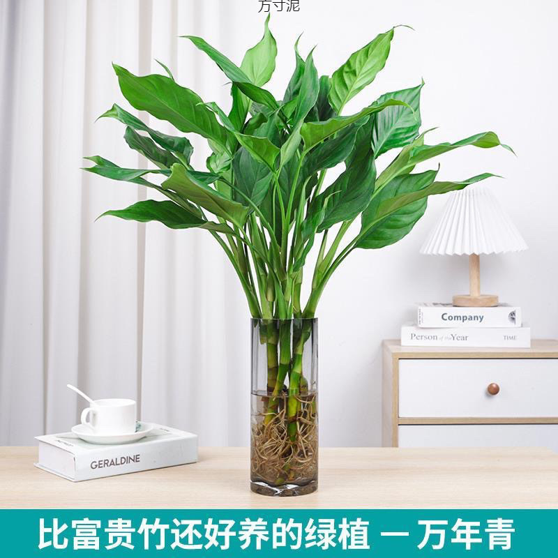 水培万年青盆栽绿萝客厅观叶四季常青水养好养活跨境工厂外贸批发
