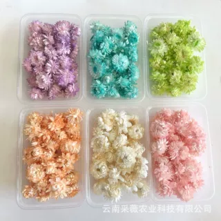 【漂白麦杆菊小花头】麦杆菊迷你小花头小雏菊花头DIY手工原材料