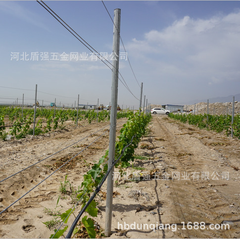 【厂家直供】葡萄架杆子+猕猴桃柱+防鸟网柱子 农用金属架杆