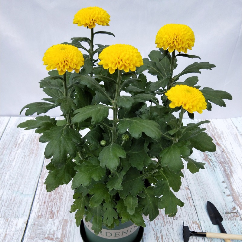 노란색 [1 분지]]