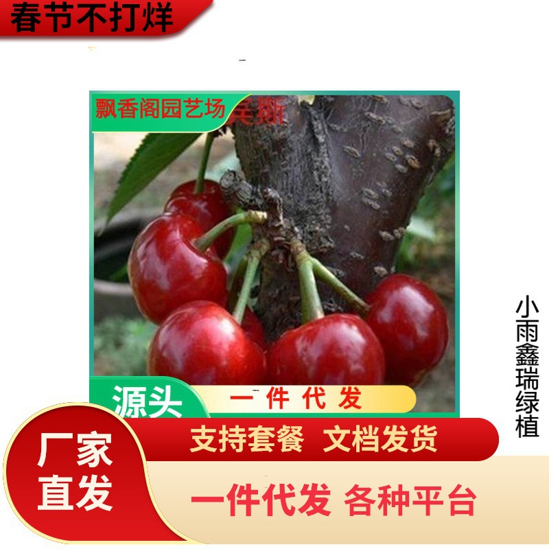 矮化车厘子樱桃树苗 现挖现发 早熟 果个大 火箭大樱桃树苗批发