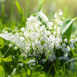 One Piece of Dropshipping with Buds, Lily of the Valley Flower Bulbs, Can Be Sown in All Seasons, Balcony Potted Plants, Strong-Scented Flower Seedlings, Cold-Resistant Flower Plants
