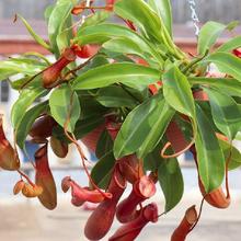 �i�\��ֲ�����Դ���ʳ�x�ݲ�ω�ݵ��m��þGֲ�����ͶYȤζ����