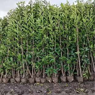 ���෨������ɺ������������lͥԺ�h�ʠ��ļ������ͺ����Թ�����