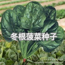 �������˷N����Ʒ�N���˷N�����Դ��ﲤ���ѿ���Nֲ�����߲˷N��