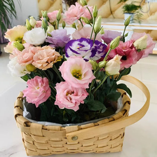 Wholesale Changbai Mountain Ginseng Seeds Four Seasons Balcony Planting Cultivable Flowers Plant Medicine Food Homology