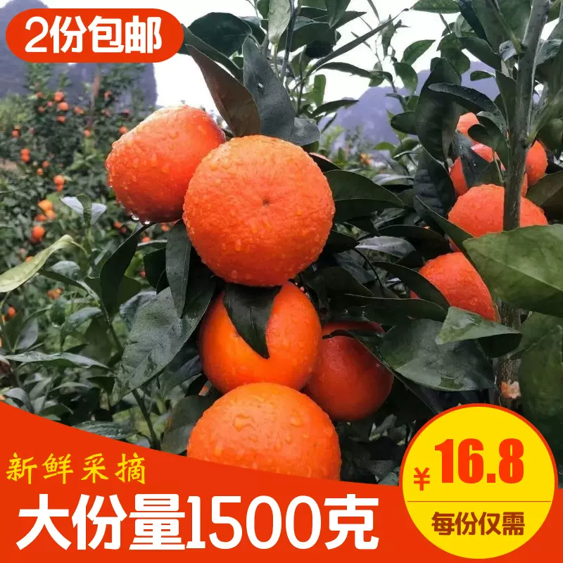 沃柑新鲜爆甜多汁正宗广西精选沃柑橘桔子现摘现发果园出口直供