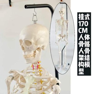Hanging Human Body with Bracket 170CM Human Skeleton Model Human Skeleton Skeleton Video Props Chamber of Secrets Escape Specimen