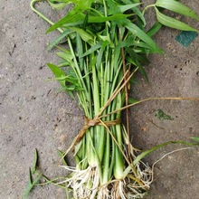 ˮ  ˮwG ׹  ֱNˮֲ﹫@