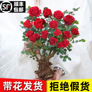 Rose Seedlings Potted with Buds, Large Seedlings, Rose Flowers That Bloom in All Seasons, Indoor Balcony Courtyard Ornamental Flower Plant Saplings