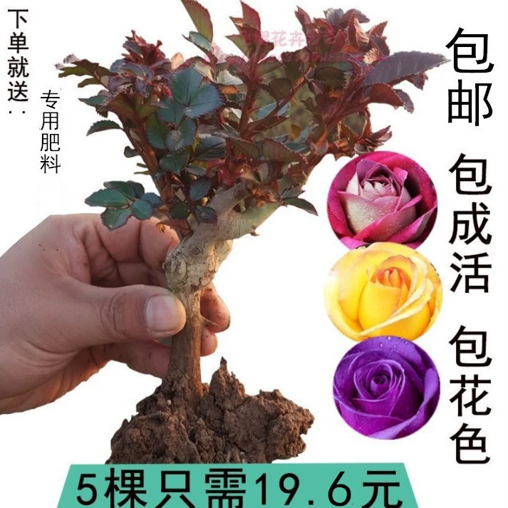 19,6 юаней 5 роз можно выбрать свой цвет розы 9 лет горшечные цветы зеленые растения розовые цветы