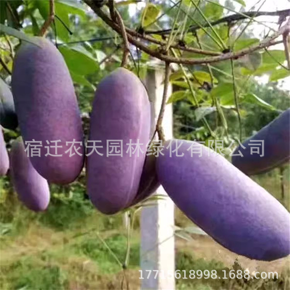 野生八月瓜种苗紫果八月瓜树种苗庭院爬藤植物食用水果八月炸种苗