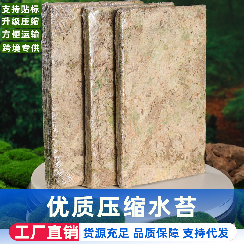 干水苔干苔藓水草蝴蝶兰栽培基质爬宠保湿保暖垫料水陆缸苔藓水苔