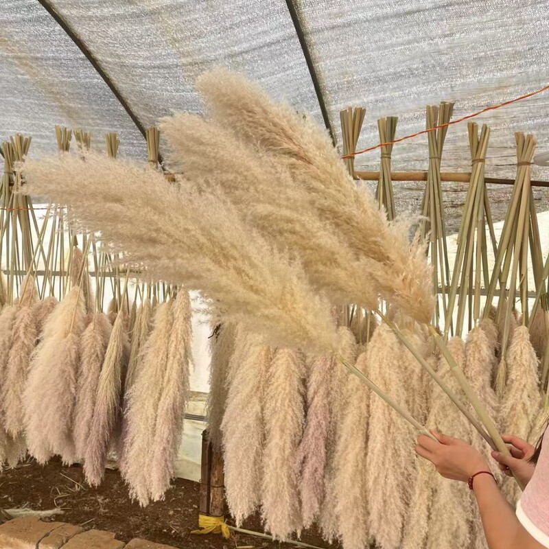 Natural Reed Grass Dried Flower bouquet Floor-standing Internet-famous Reed Big Spike Ins-style Light Luxury Home Decoration Living Room Decoration