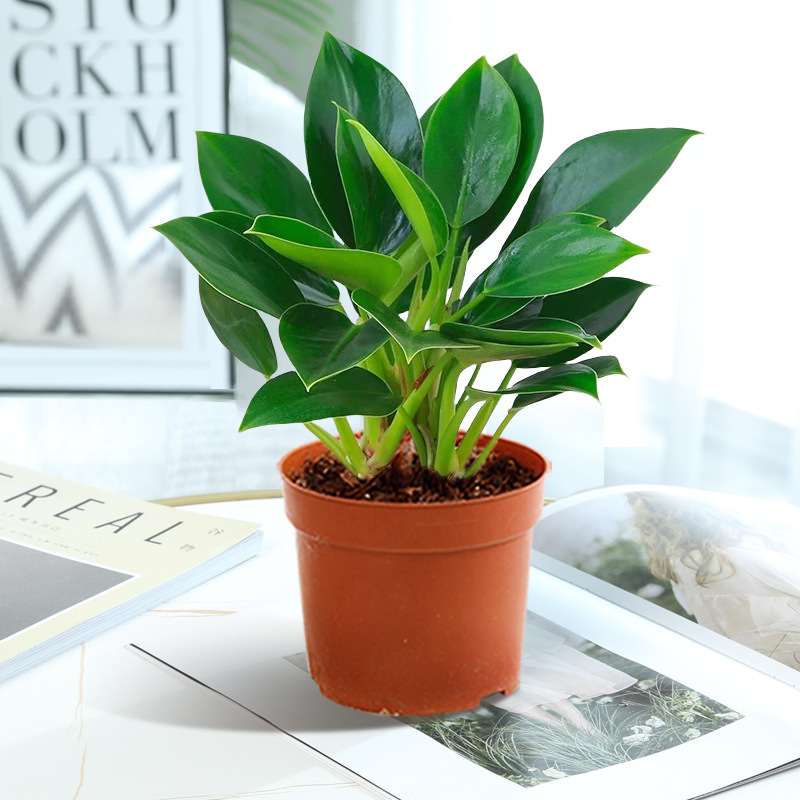 [한정판매] 골든다이아몬드 약 23cm 1그루 + 영양액 [물/흙에서 재배 가능]