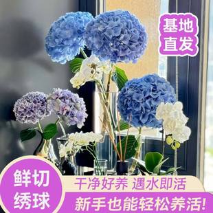 ���򻨽����r���r�л��滨�����������ֱ�l�҃��k���Ҕ[�Ų廨�S