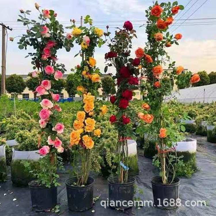 批发品种欧月多花蔷薇苗当年开多季花藤本月季苗爬藤花卉龙沙宝石