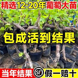 ͥԺ�ش�޷����ј��mꖹ�õ�������Ϸ������Nֲ�����������ј���