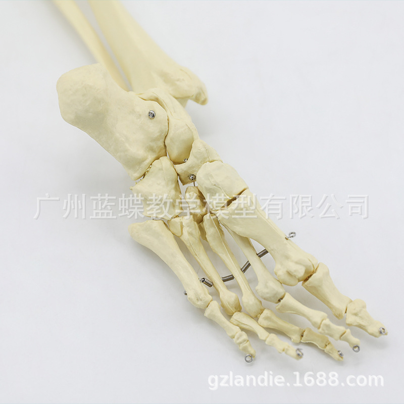 ���������֫�Ǵ��Źؽ� �Źؽ� ϥ�ؽڳ߹���ǹ���ģ��