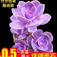 ������t��ɏ����ֲ���҃ȽM��С���܎��������ײ��k�����¿�Gֲ