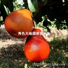 ���Ә���̩�����_�t�ּ޽����Ϸ������Nֲ����Y�����Ե��Թ�����