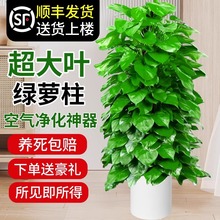 【大叶茂盛】大叶绿萝柱盆栽客厅大型绿植带盆新家入住除甲醛净化
