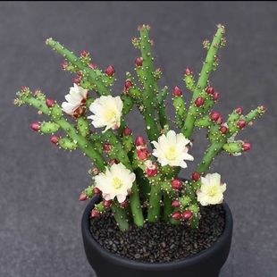 ����ĵ���F���_�����������ƶ���ֲ�����Ԍ���¹��÷�̨��ĳ��