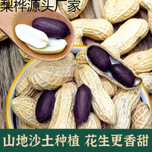 ذl؛؛ڻrԷNƤƤƤڻ