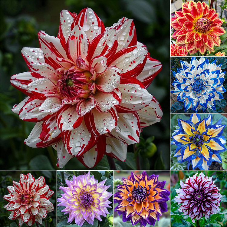 观赏花卉大丽花种子春季花籽四季室外易活四季播种庭院草花种籽子