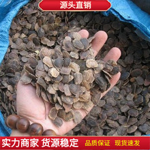 黄花梨种子海南黄花梨树苗种子_降香黄檀木黄花梨木种子植物