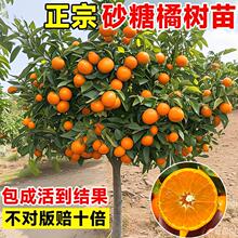 ����ɰ�����Ә����Ƥ��ۘ����Ԑ���38̖�ļ���Ҋ�ҰҸ̹������