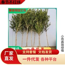 С~SSͥԺGh窚US~S