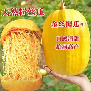 ��z���ϷN�ӽg���S��������J�Ϲ�����ԭ�b�ļ��߲˷N�Ӵ�ȫ���l