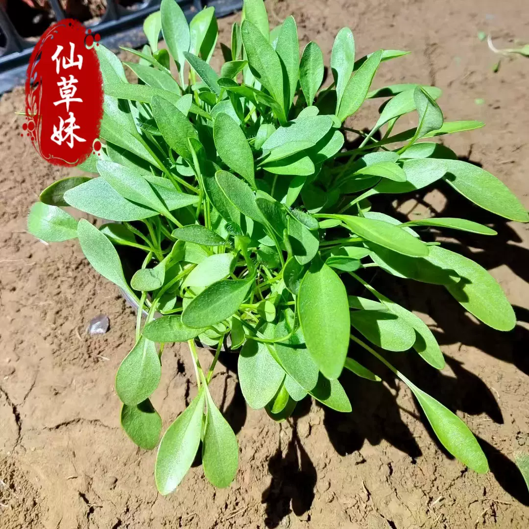 金鸡菊杯苗带土花苗绿化用苗花卉基地批发多年宿根花卉金鸡菊大苗