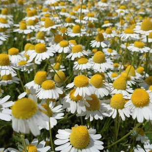 Fragrant Chrysanthemum Seeds, Aromatic Plant Florals in Spring & Fall. the Whole Plant Exudes a Rich Apple Aroma