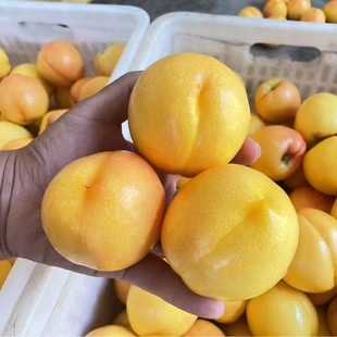 ɽ�|����S�����ҬFժ���^M����ˬ�ڴ��𑪼��S���ҹ��@ֱ�l