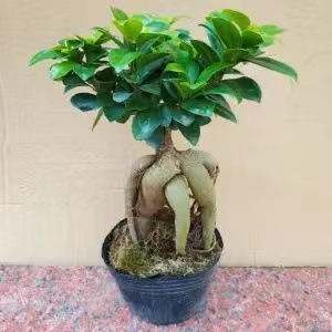 Panax banyan hojas banyan modelado bonsai interior planta de terraza en maceta plantación verde banyan viejo estaca fácil de cultivar cuatro estaciones