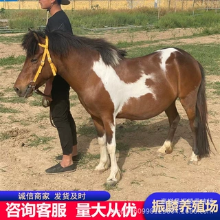 宠物矮马 迷你小矮马 婚庆用马 骑乘马生态园矮马 旅游乘骑马价格