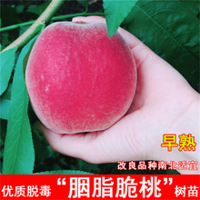 �޽���֬���Ҙ���6����Ѯ�����Ĵ�������������ϱ����N����Y��