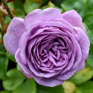 Dropshipping of Micro-Blue Rose Seedlings, Blooming Rose Potted Flowers, Climbing Plants, Vine Rose Saplings, Green Plants