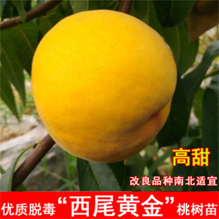 ��β�S�������o�S���Ҙ���9������Ѯ���������x���ش�����S����
