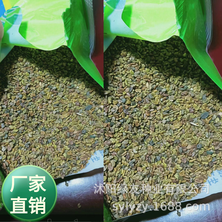 批发紫云英种子 水稻绿肥种子 紫云英 红花草 花海等多用途