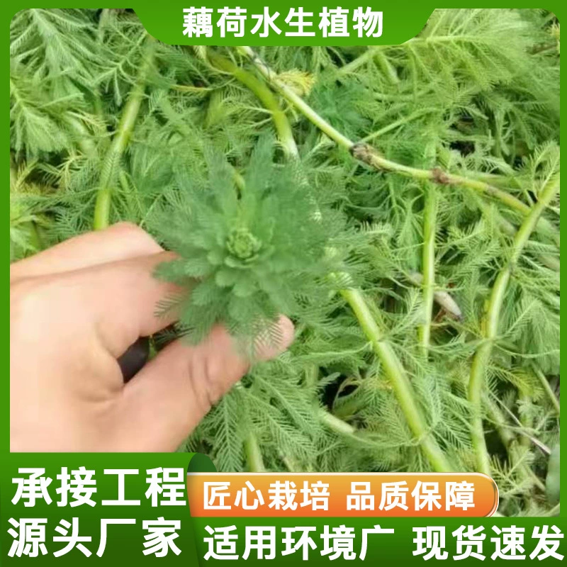 Оптовая продажа розовых и зеленых личинок лисьего хвоста, погружных растений, водной травы, черных водорослей, проектов очистки воды и зеленения водоемов